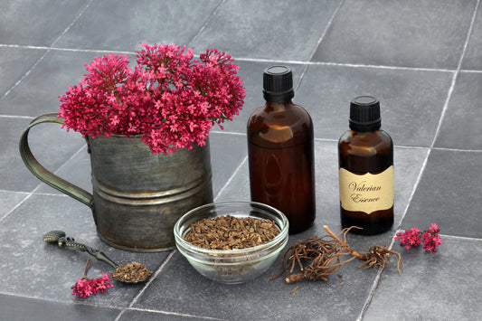 The History of Essential Oils for Relaxation: Lavender, Roman Chamomile, and Valerian
