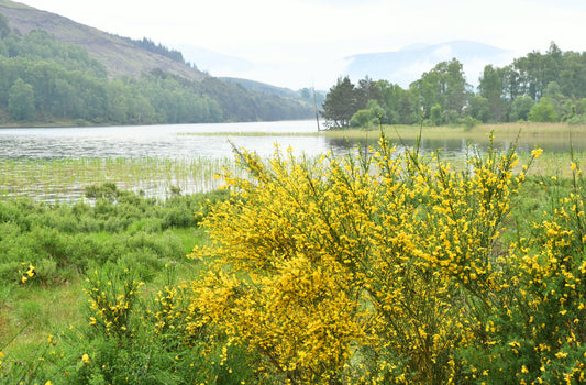 St KÉA and the Celtic traditional use of Broom and Thistle