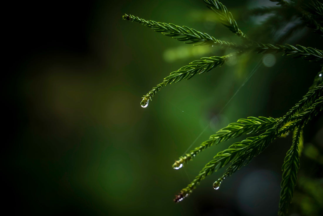 The Hidden Power of Plants: The Majesty of Cypress