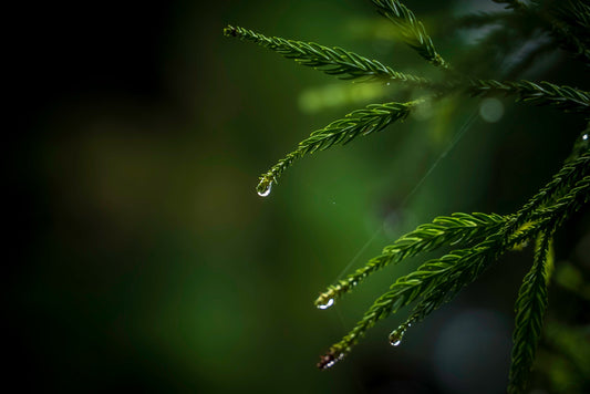 The Hidden Power of Plants: The Majesty of Cypress